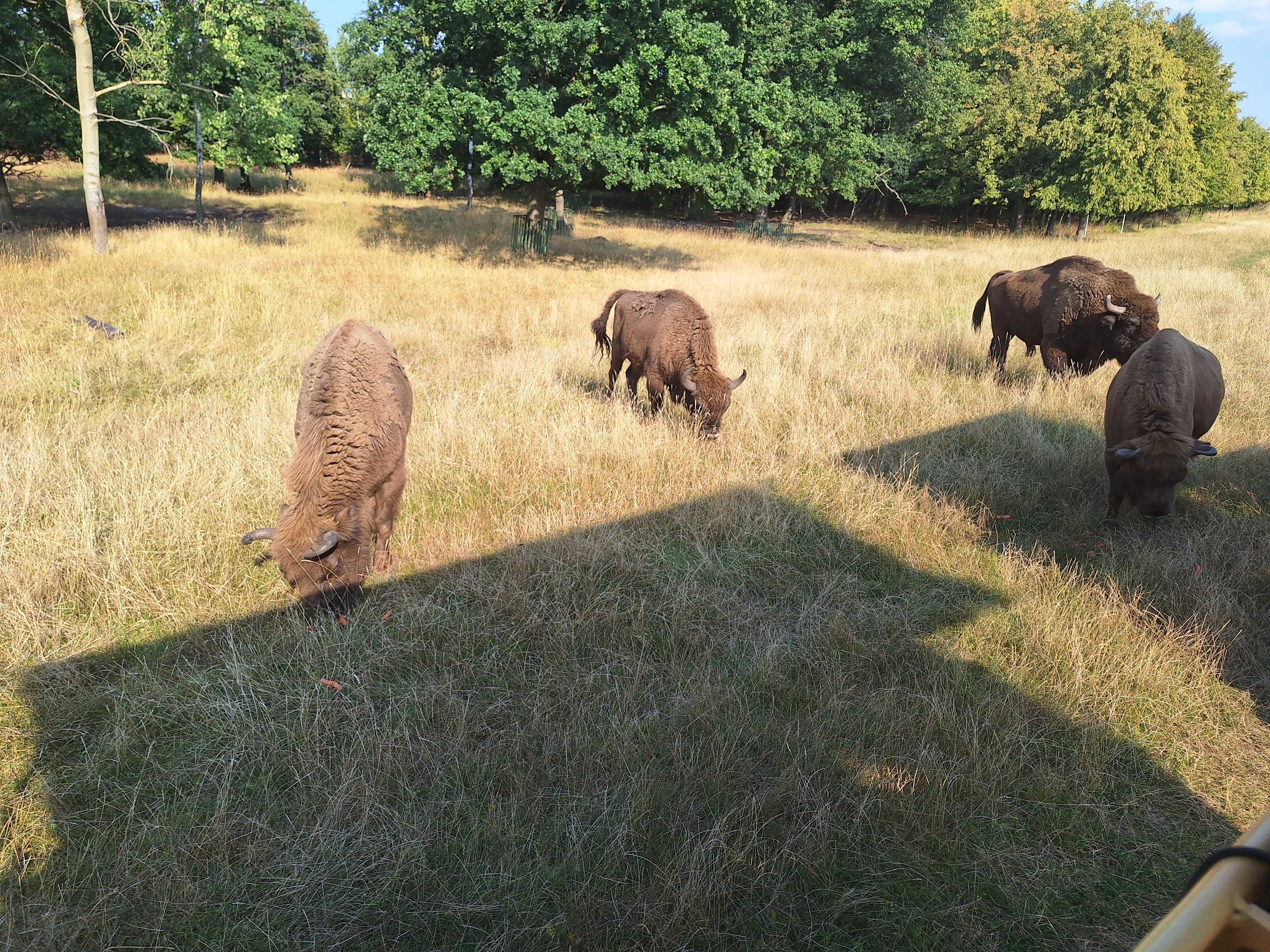 Roaming animals at ZOO Chomutov