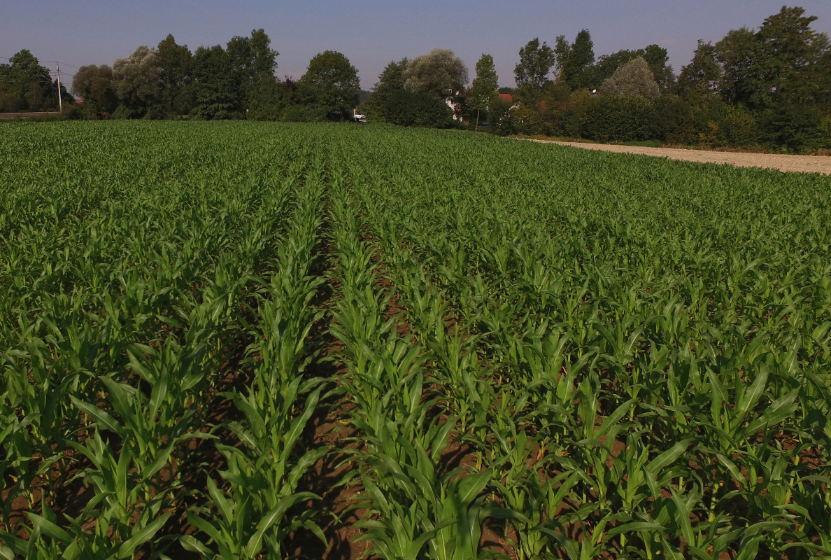 Two-row seed emergence with DUPLEX SEED