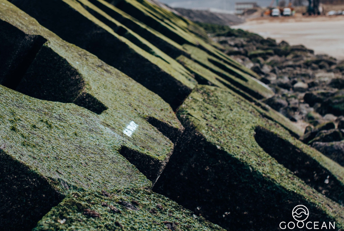 Enhancing biodiversity in the Blankenberge harbour