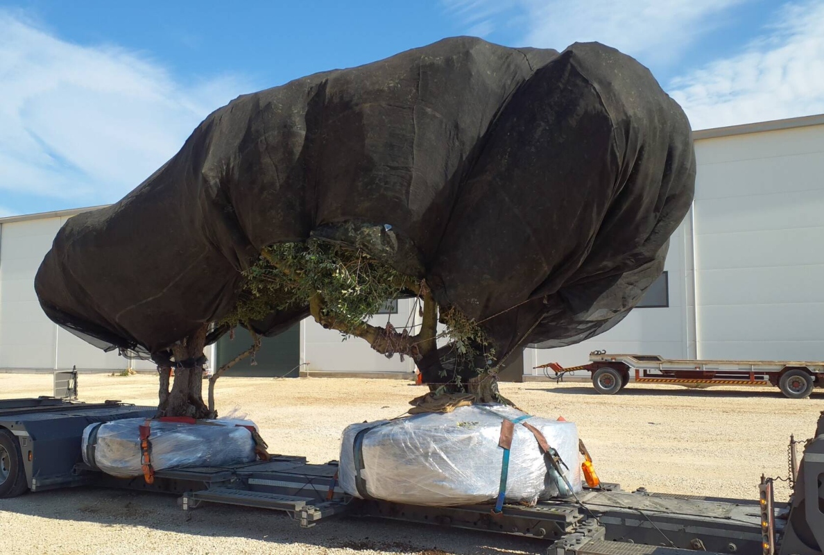 Relocating living Giants