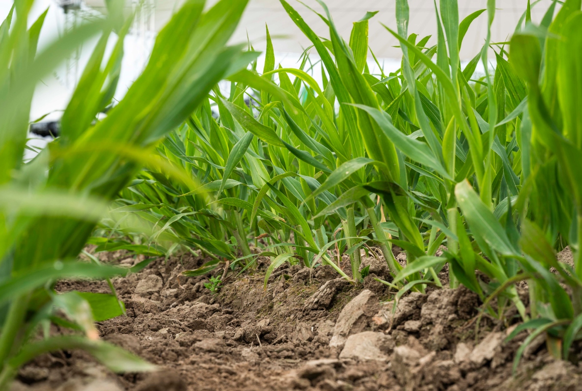 Soil Health is featured at Agritechnica 2025