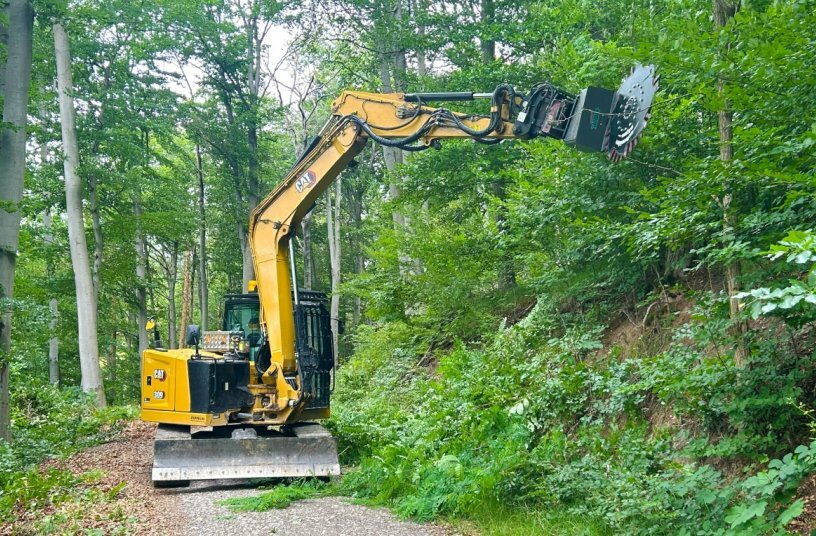 Tree pruning