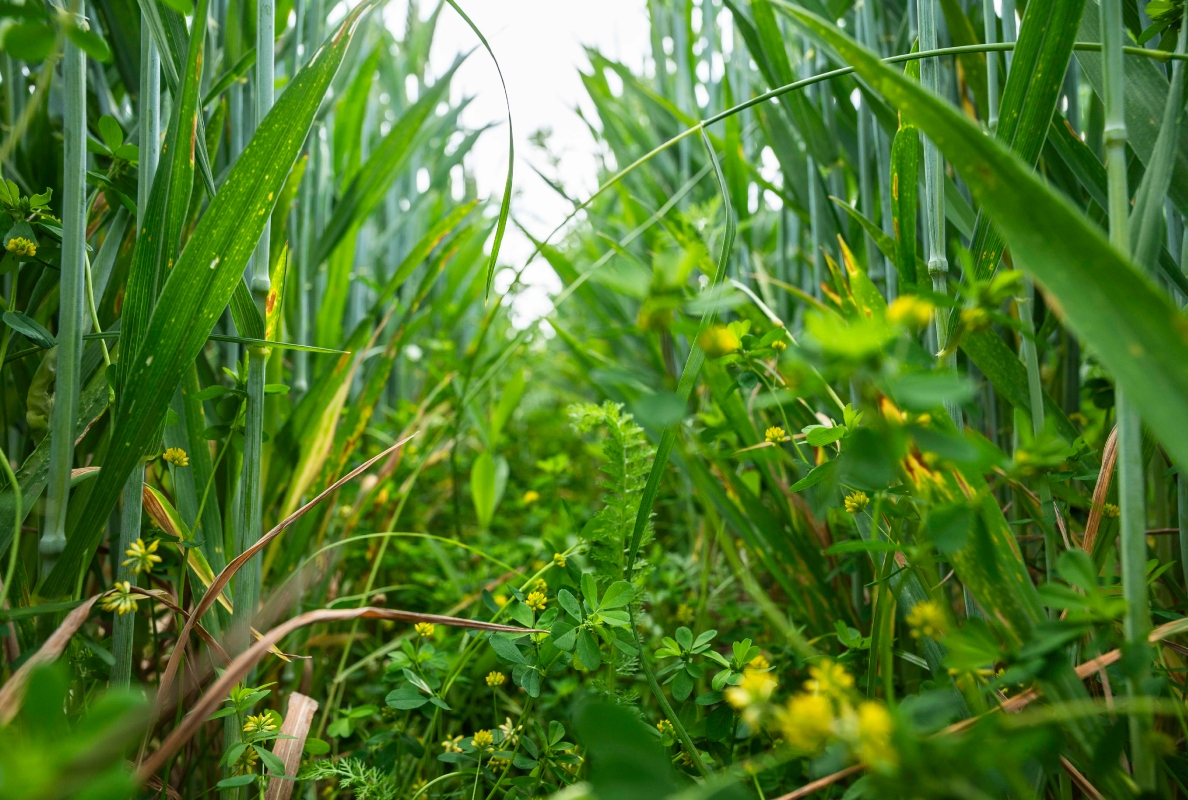 Regenerative agriculture will be featured at Agritechnica 2025