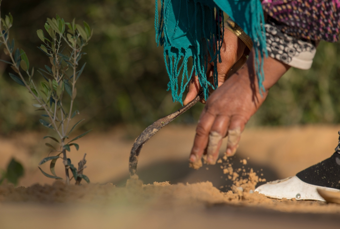 Hand planting crops in field