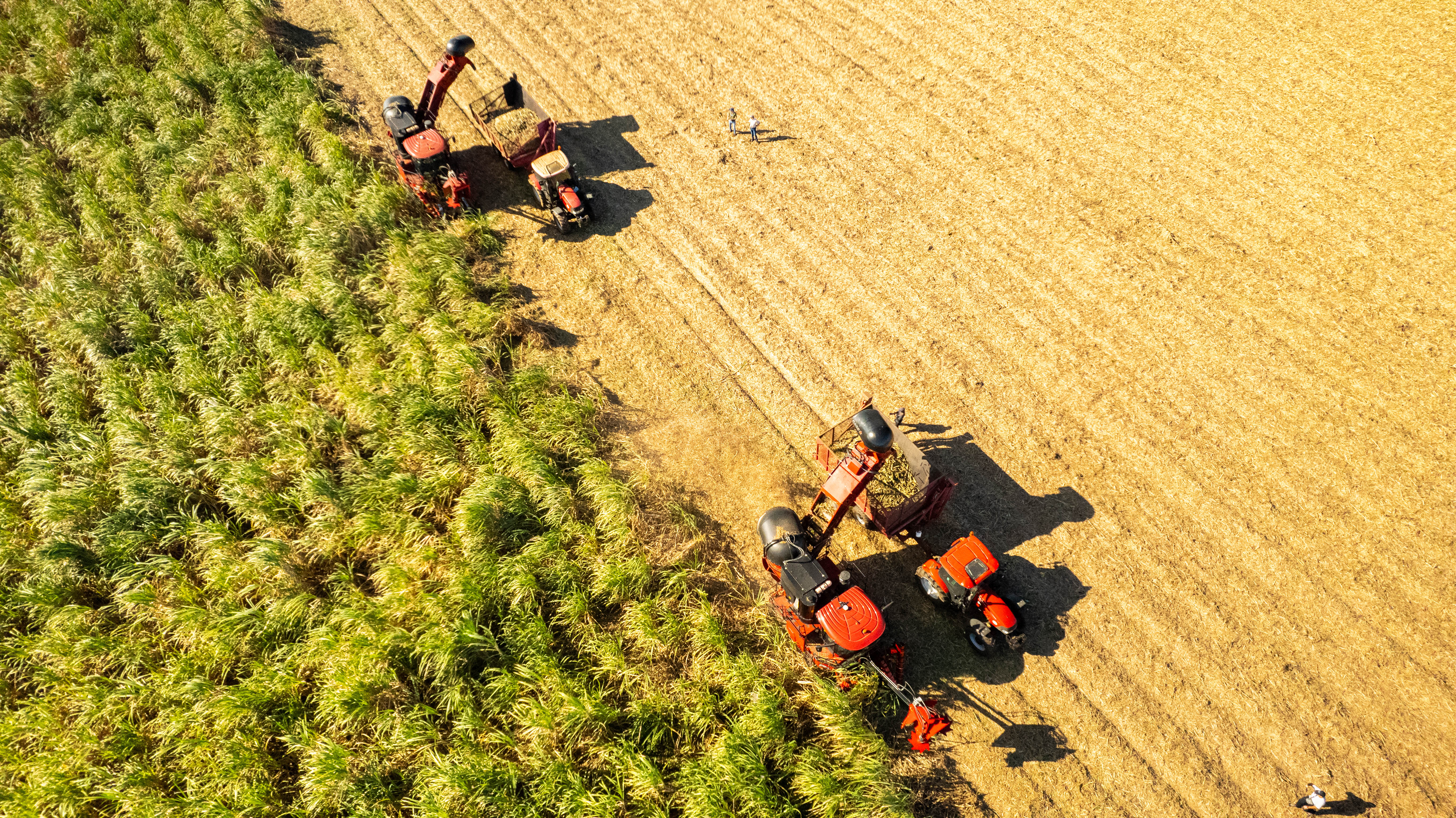CASE IH New Sugarcane Harvester Austoft 9000 series