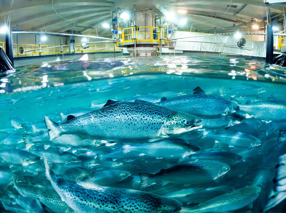 HIMOINSA Salmon facility farms