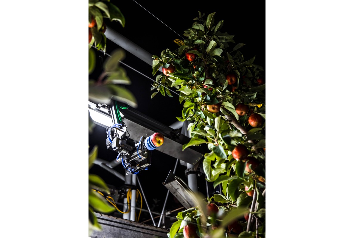 An advanced robot gently picks an apple off the tree.