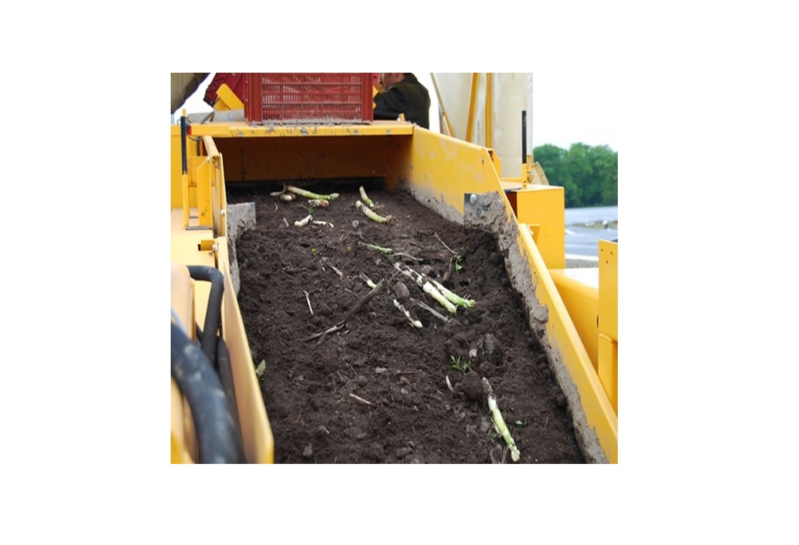 Asparagus - Phase 2