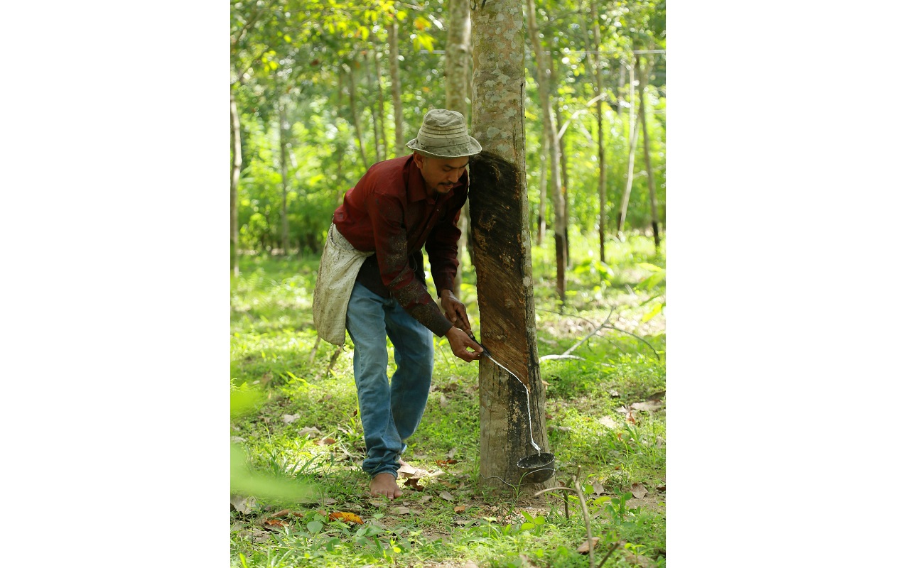 Rubber farmer tapping pure high-grade natural rubber