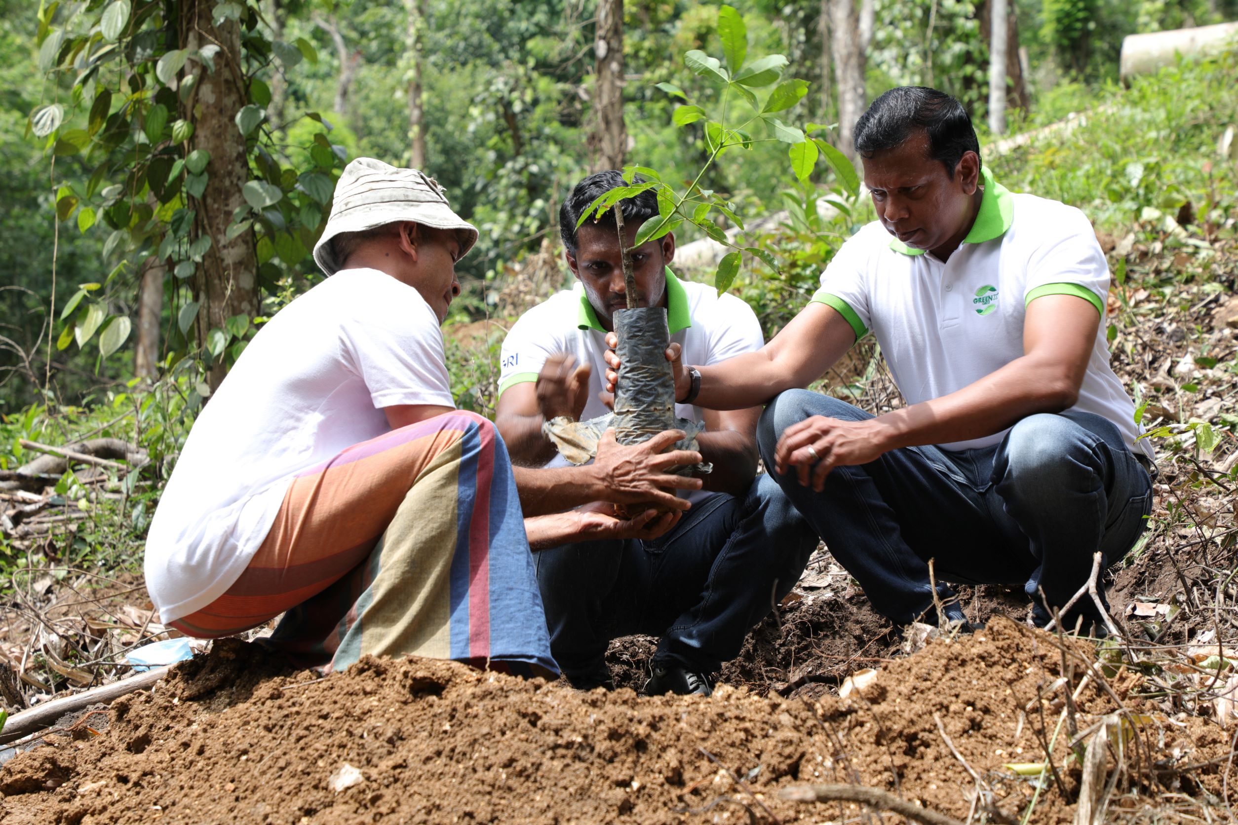 Rubber Tree Planting