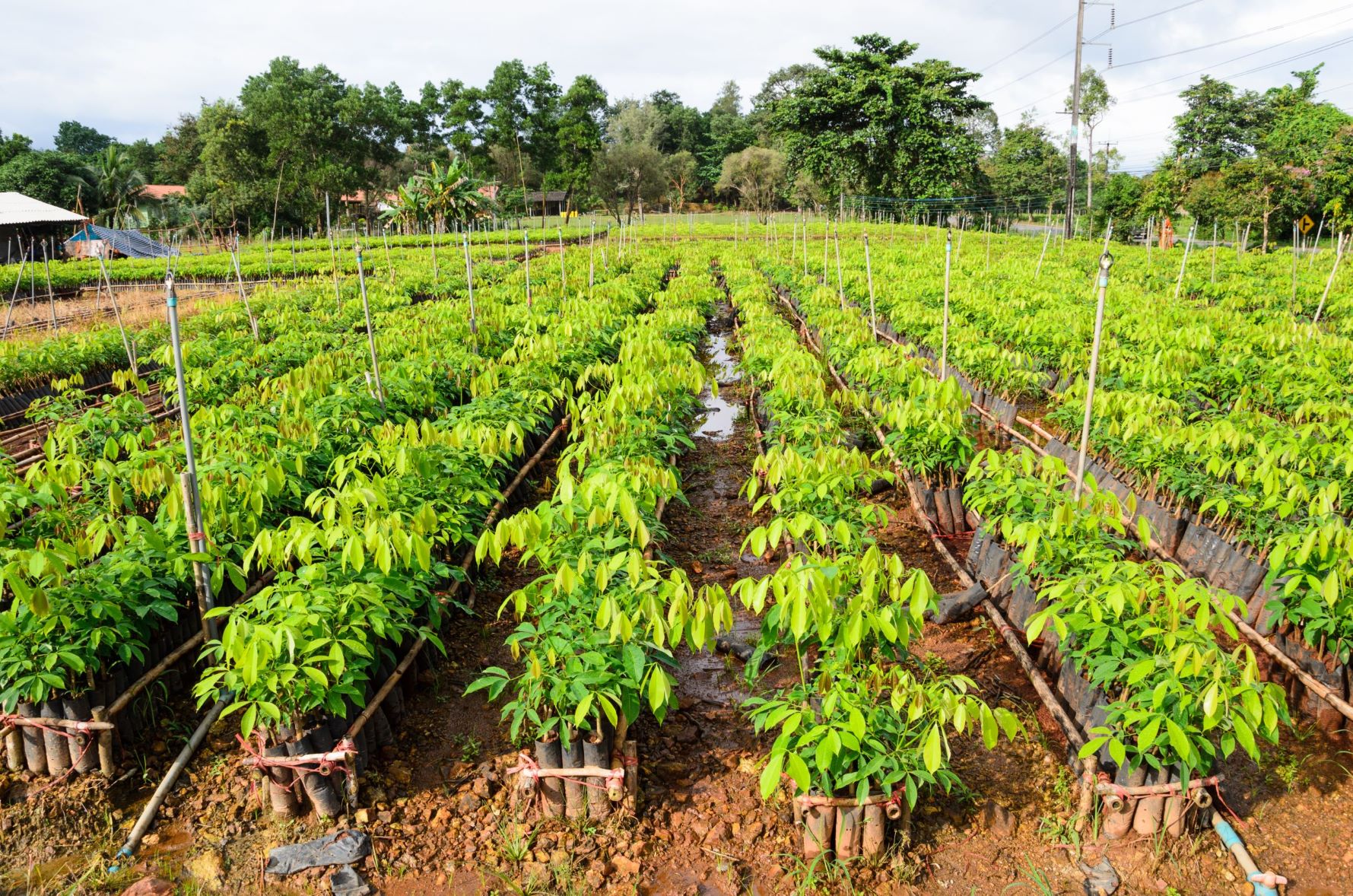 Rubber Tree Sampling