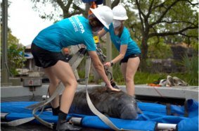 ZooTampa staff and a manatee at the zoo’s care center facility. On average, the zoo admits 30-35 manatees into its hospital each year.