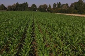 Two-row seed emergence with DUPLEX SEED