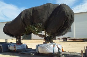 Relocating living Giants