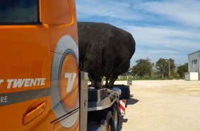 Relocating living Giants