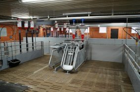 Smart-ID Control from WEDA Dammann & Westerkamp is an intelligent, sensor-based monitoring system for the Opti.Station feeding station used in group housing for pregnant sows. It automatically detects the loss of electronic ear tags (RFID transponders) directly whilst the animals are feeding.