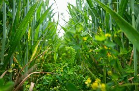 Regenerative agriculture will be featured at Agritechnica 2025