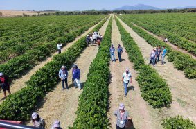 CASE IH Coffee Harvester as Game-Changer for Angolan Growers