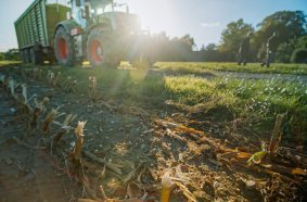 The residual stubble, that can be left for more than a year, hardens, and represents a much higher risk to tires.<br> Image source: Continental AG