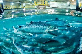 HIMOINSA Salmon facility farms