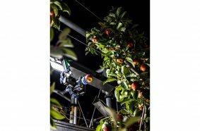 An advanced robot gently picks an apple off the tree.