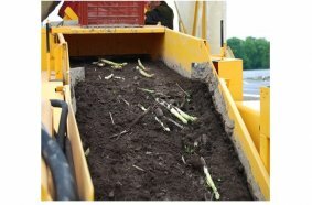 Asparagus - Phase 2
