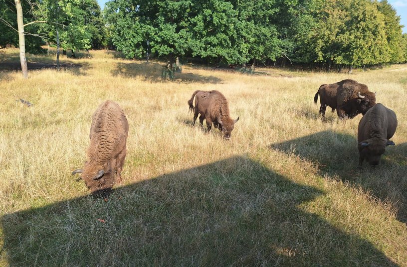 Der Zoopark Chomutov bietet ein seltenes Kribbeln: Nur Zentimeter von freilaufenden Bisons entfernt zu stehen.<br>BILDQUELLE: LECTURA GmbH