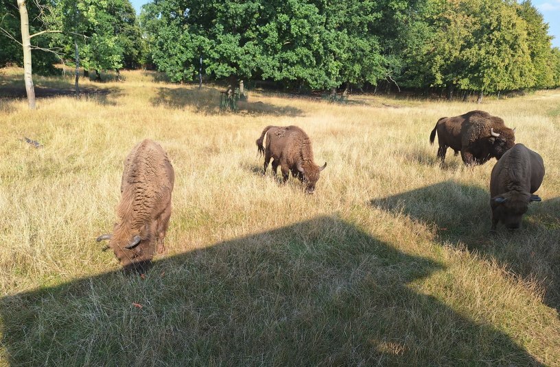 Zoopark Chomutov offers a rare thrill: standing just centimetres from roaming bison.<br>IMAGE SOURCE: LECTURA GmbH