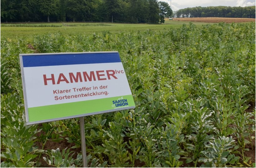 Hammer<br>BILDQUELLE: SAATEN-UNION GmbH