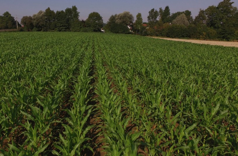 Two-row seed emergence with DUPLEX SEED<br>IMAGE SOURCE: PÖTTINGER Landtechnik GmbH