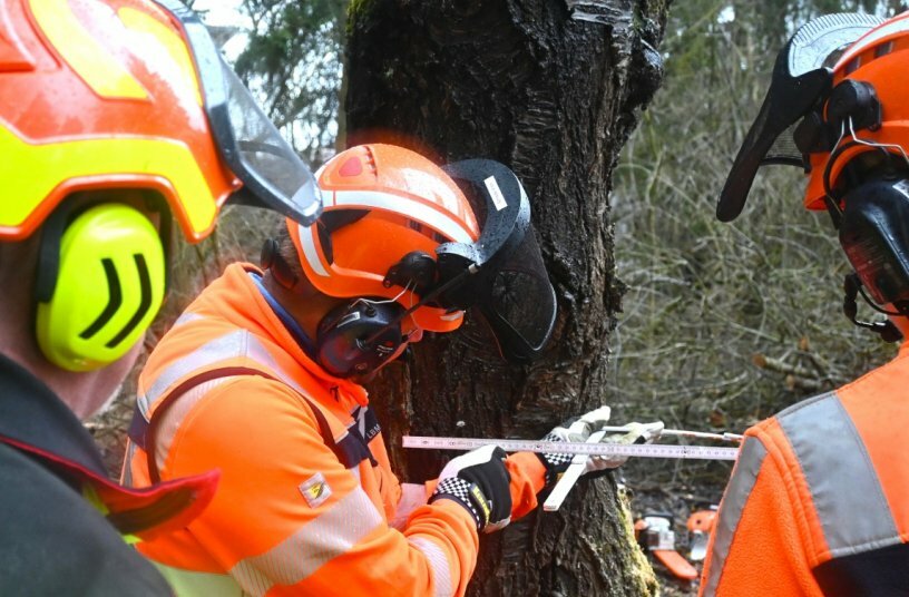 Die Teilnehmer des AST Motorsägen-Kurses kontrollieren vor Durchtrennung des Haltebandes noch einmal die exakte Fällrichtung des Baumes.<br>BILDQUELLE: AST GmbH & Co. KG