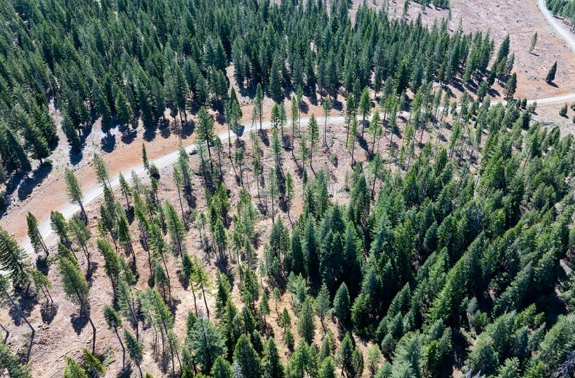 The result of the commercial thinning is a shaded firebreak adjacent to the road. The Diversified Resources contract entails masticating the logging residual and thinning out the dense stand beyond the break (visible at bottom centre).<br>IMAGE SOURCE: Tigercat
