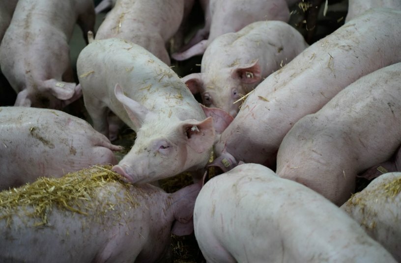 As a leading supplier of livestock housing equipment to the agricultural sector, WEDA Dammann & Westerkamp of Lutten is presenting a fully automatic WEDA straw dispensing system, designed to improve animal welfare in pig farming.<br>IMAGE SOURCE: WEDA