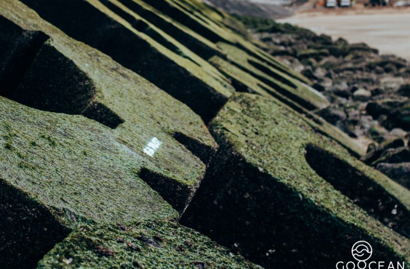 Enhancing biodiversity in the Blankenberge harbour<br>IMAGE SOURCE: Van der Vlist