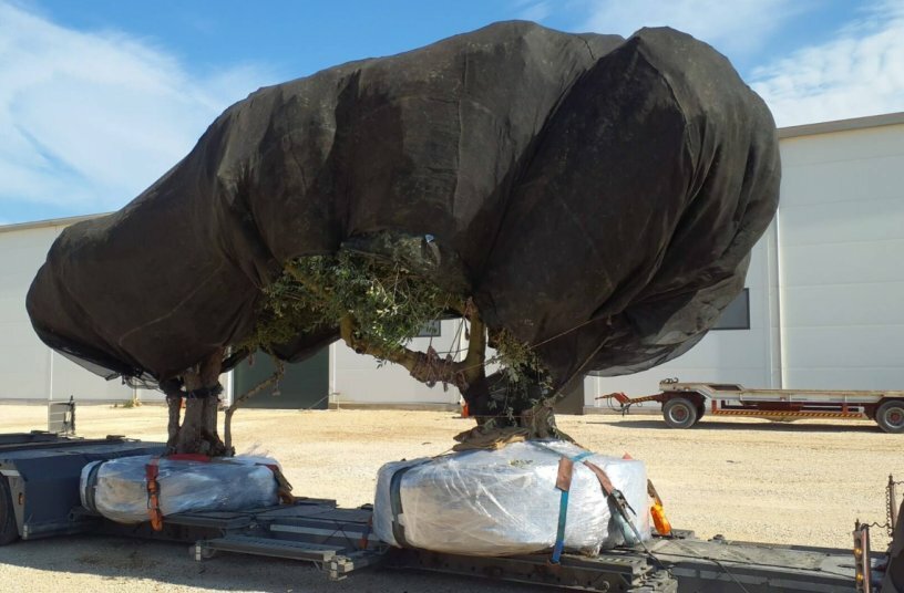 Relocating living Giants<br>IMAGE SOURCE: Van der Vlist