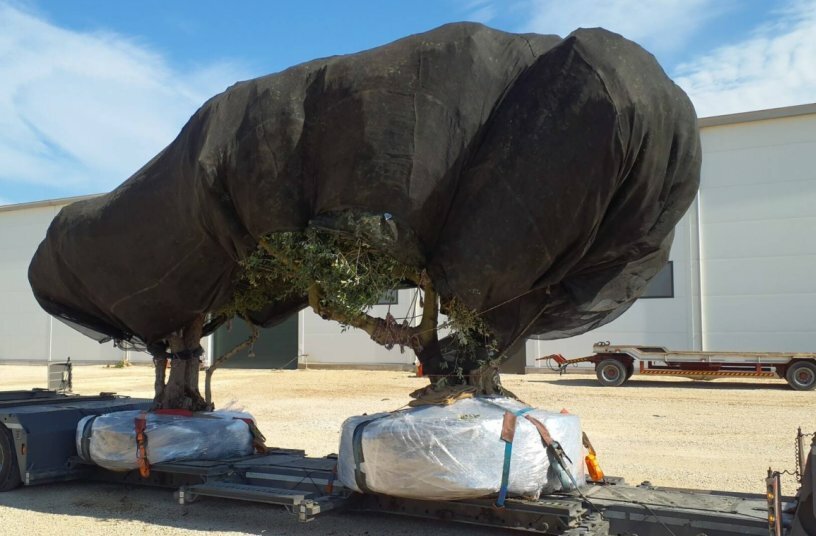 Umsiedlung lebender Giganten<br>BILDQUELLE: Van der Vlist