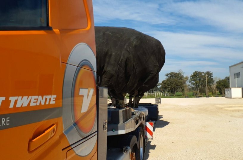 Relocating living Giants<br>IMAGE SOURCE: Van der Vlist
