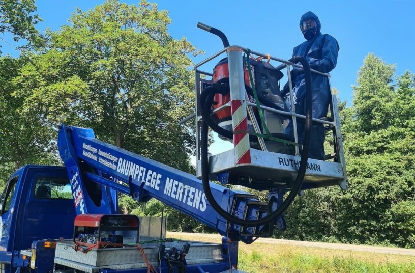 Husqvarna Staubabsauger unterstützen sicher und effizient bei der Beseitigung der Raupen des Eichenprozessionsspinner<br>BILDQUELLE: Husqvarna