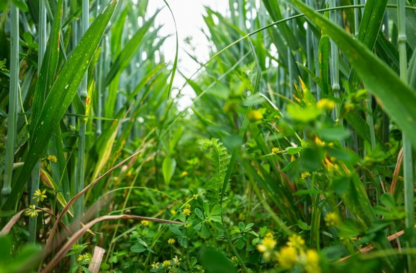 Regenerative agriculture will be featured at Agritechnica 2025<br>IMAGE SOURCE: DLG e.V.