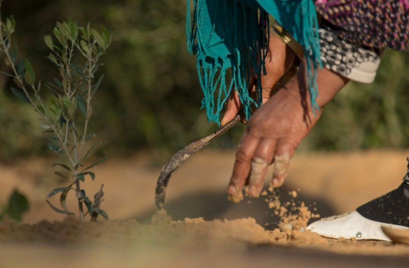 Hand planting crops in field<br>IMAGE SOURCE: CNH Industrial N.V.