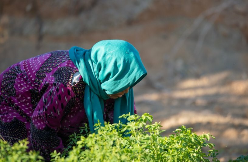 Woman in field<br>IMAGE SOURCE: CNH Industrial N.V.