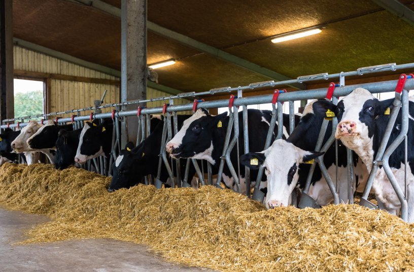Die Nutzung des V-CONNECT Dairy Feeder-Systems erleichtert die tägliche Fütterungsarbeit im Betrieb durch gute Übersicht und Kontrolle.<br>BILDQUELLE: BvL Group
