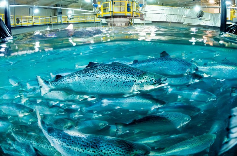 HIMOINSA Salmon facility farms<br>IMAGE SOURCE: HIMOINSA