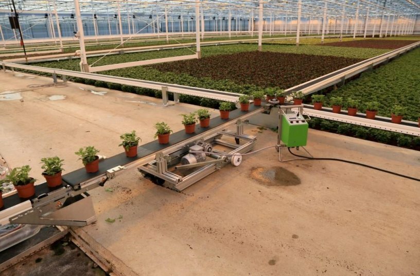 Internal transport with plant conveyor belt in greenhouse<br>BILDQUELLE: Duijndam Machines