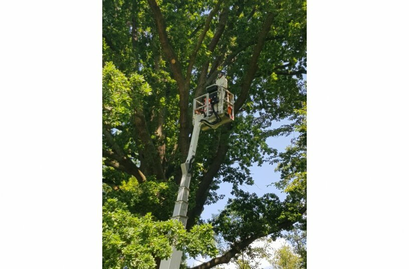 Husqvarna Staubabsauger unterstützen sicher und effizient bei der Beseitigung der Raupen des Eichenprozessionsspinner<br>BILDQUELLE: Husqvarna