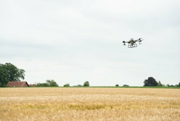 Drone seed