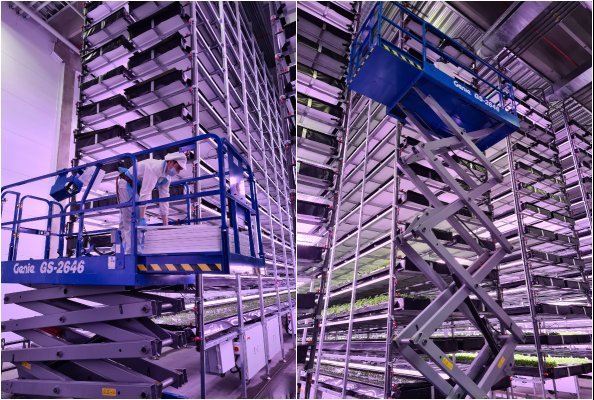 Nine Genie Scissor Lifts in Largest Vertical Farm Europe - Joma DK